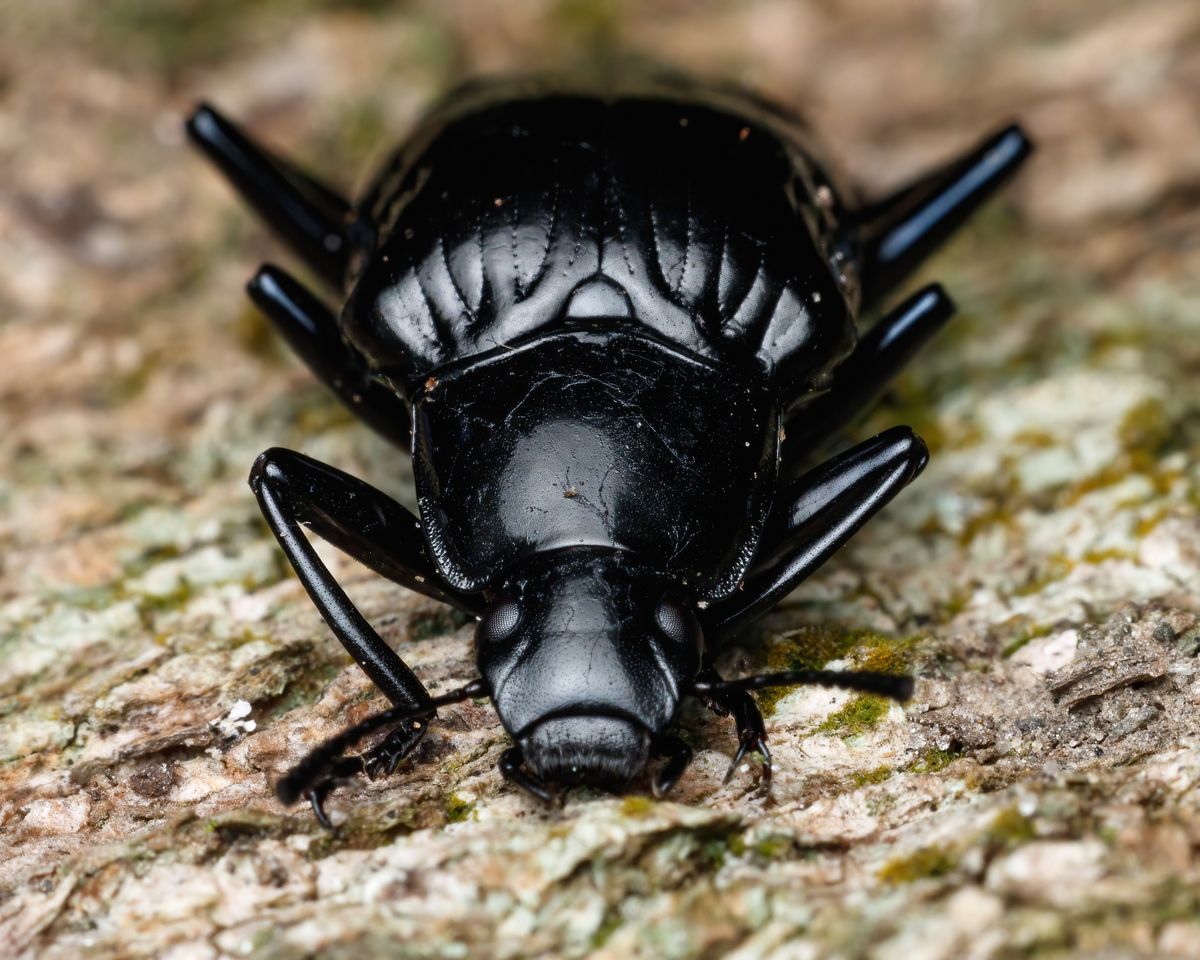 Beetle & Carpet Beetle Control